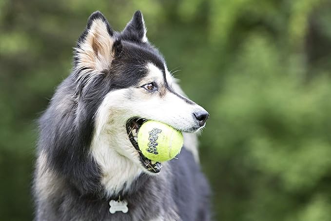 KONG - pelota de tenis AirDog Squeakair para perros (mediana)