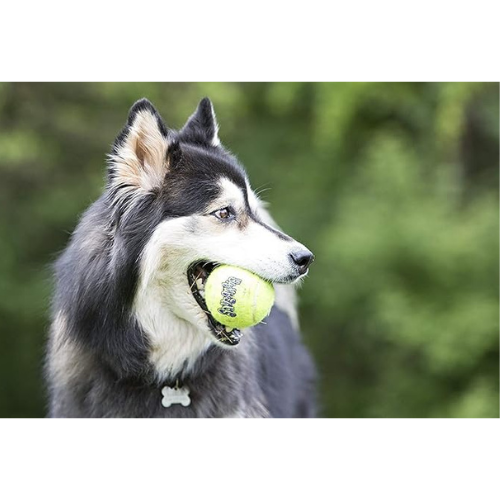 KONG - Paquete de 2 pelotas de tenis AirDog Squeakair para perros (grande)